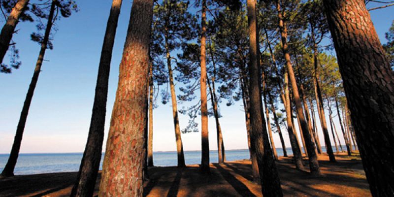 paysage des landes - Image